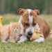 Unlikely Friends in Harmony Unlikely Friends in Harmony