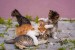 Kitten Caper Kitten Caper