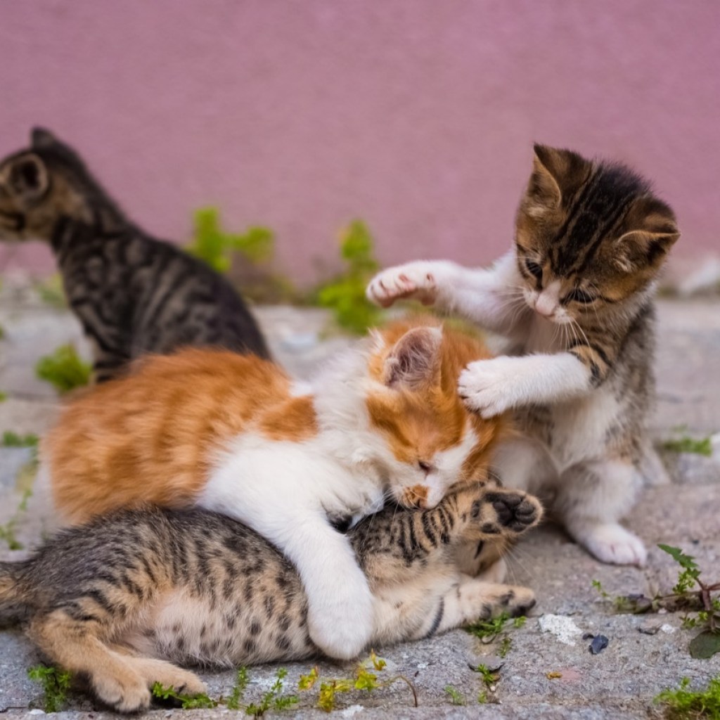Playful Paws at Dawn Playful Paws at Dawn