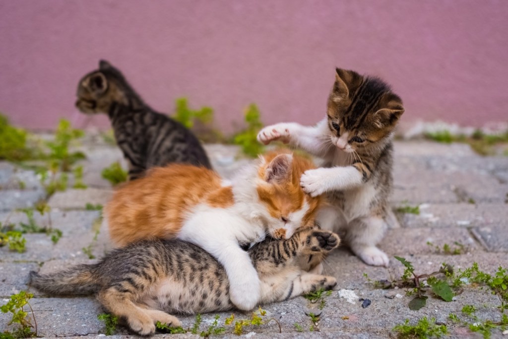 Kitten Caper Kitten Caper