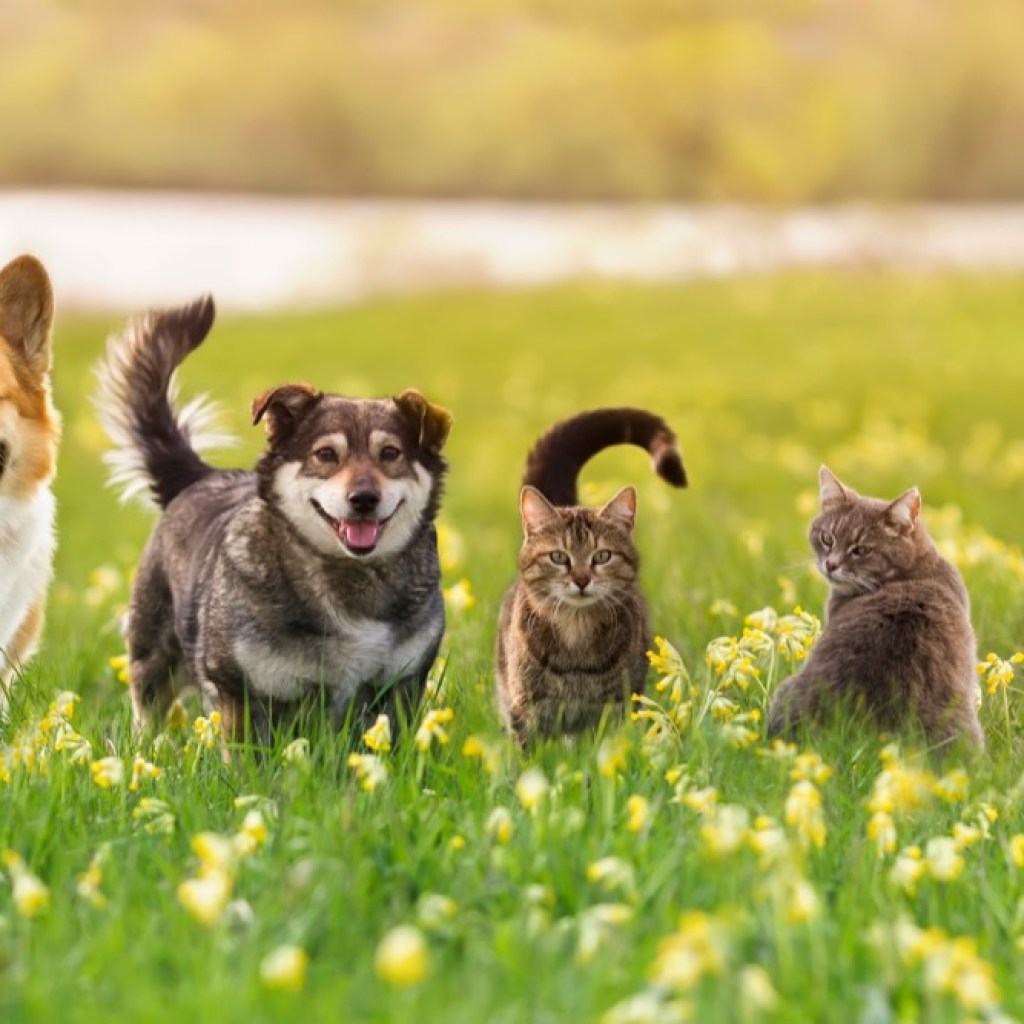 Paws in Harmony Paws in Harmony