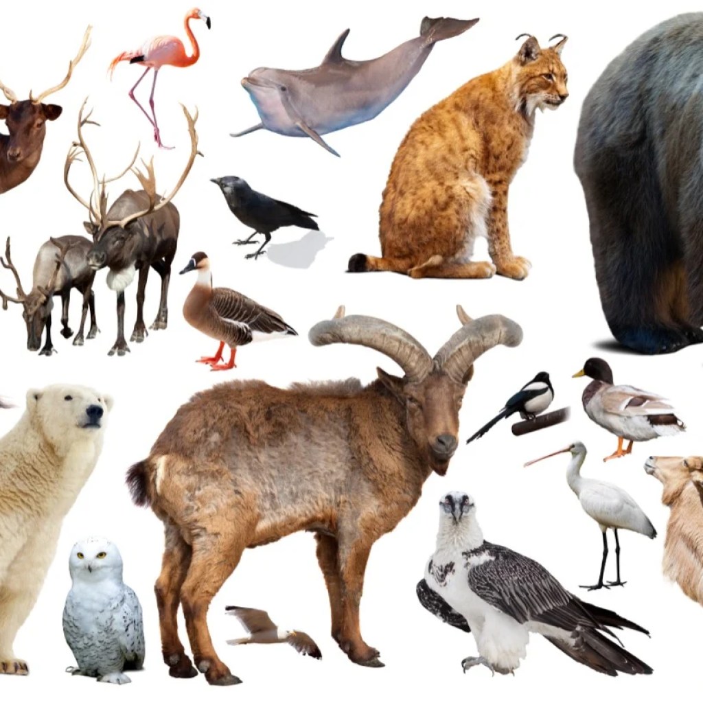 The Grand Gathering The Grand Gathering