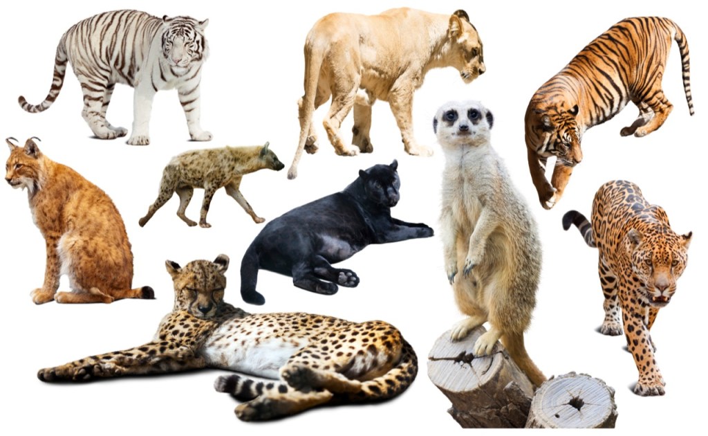 Gathering of the Wild Gathering of the Wild