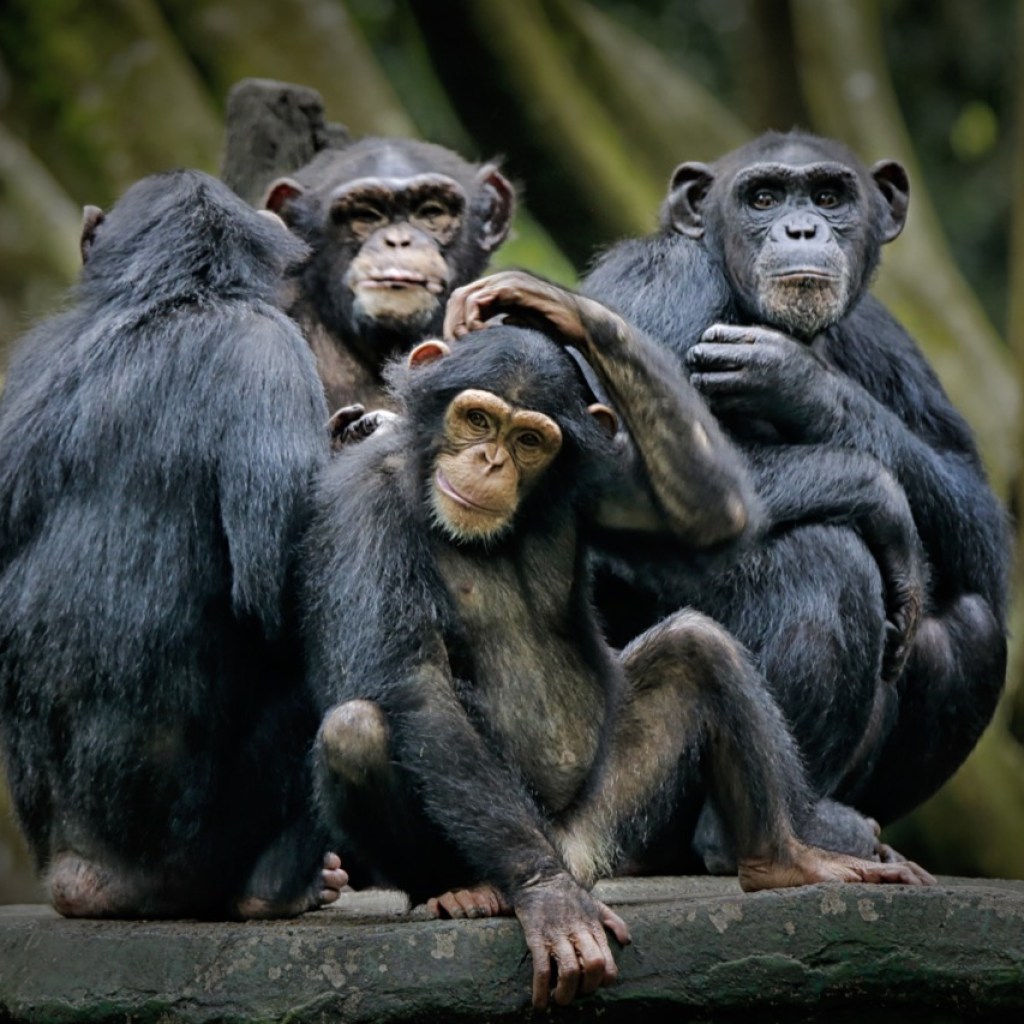 Monkey Clan Huddle Monkey Clan Huddle