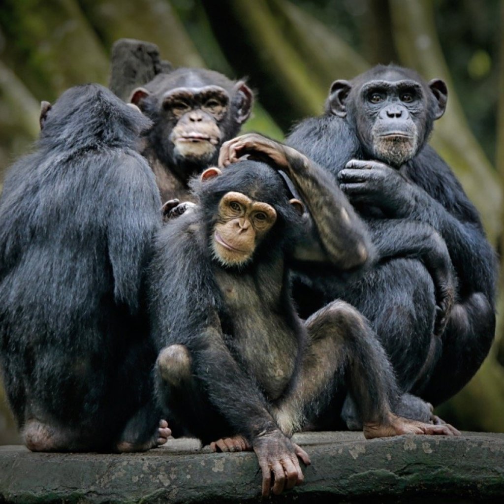 Chimpanzee Council Chimpanzee Council