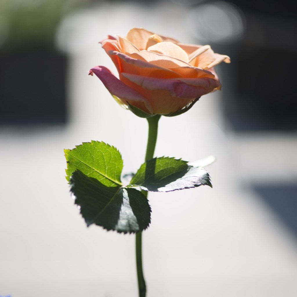 Whispers of a Rose Whispers of a Rose