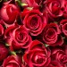 A Symphony of Roses A Symphony of Roses