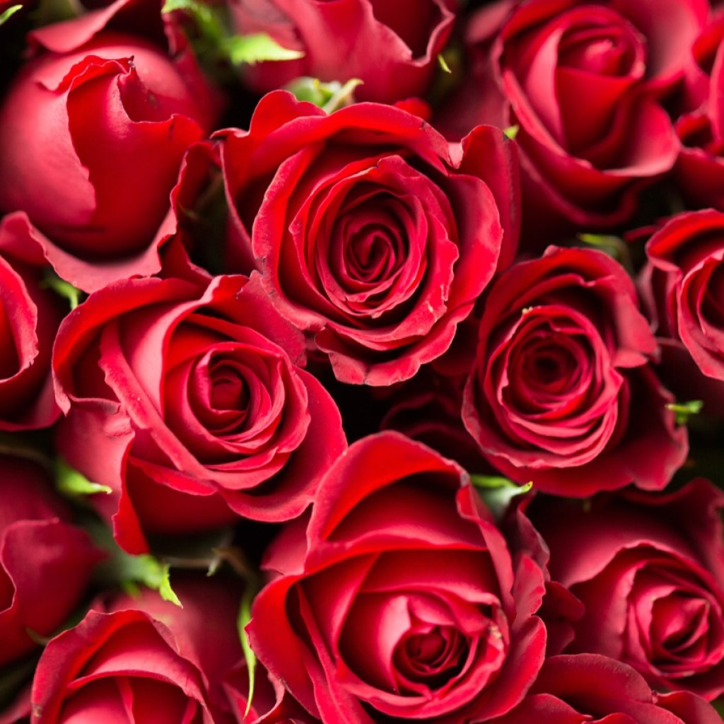 A Symphony of Roses A Symphony of Roses