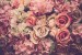 Blossoms of Serenity Blossoms of Serenity