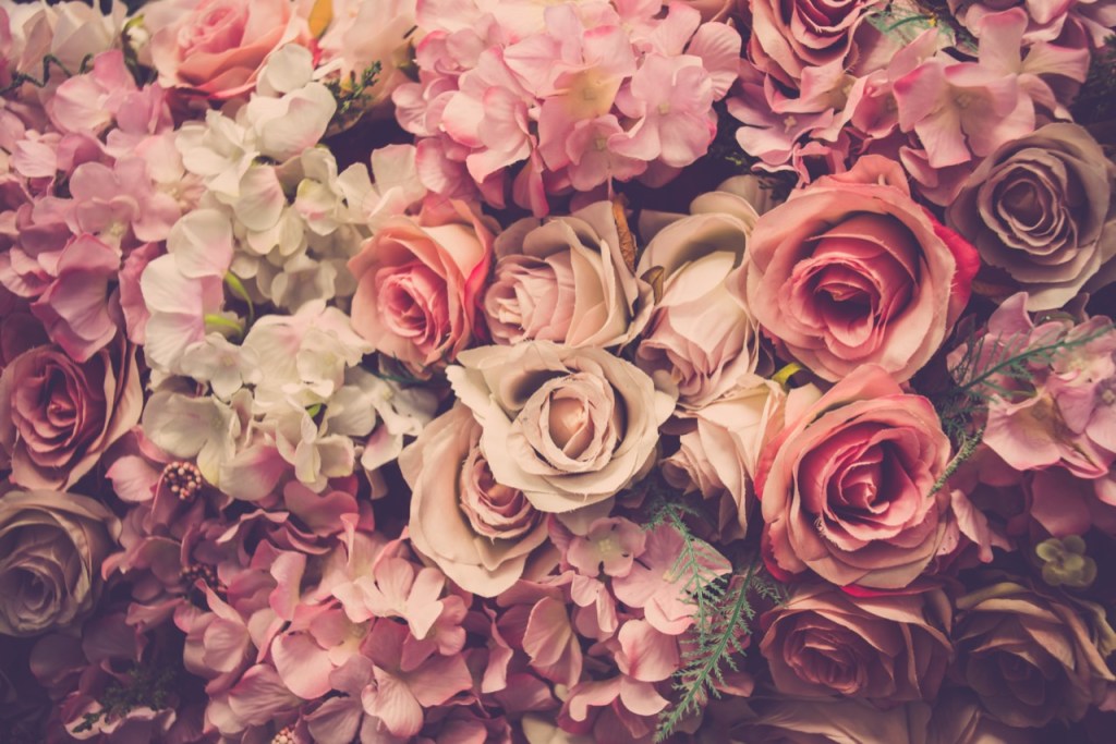 Blossoms of Serenity Blossoms of Serenity