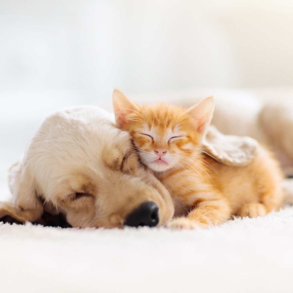Perfect Paws & Purrs Perfect Paws & Purrs