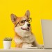 Corgi CEO in Action Corgi CEO in Action