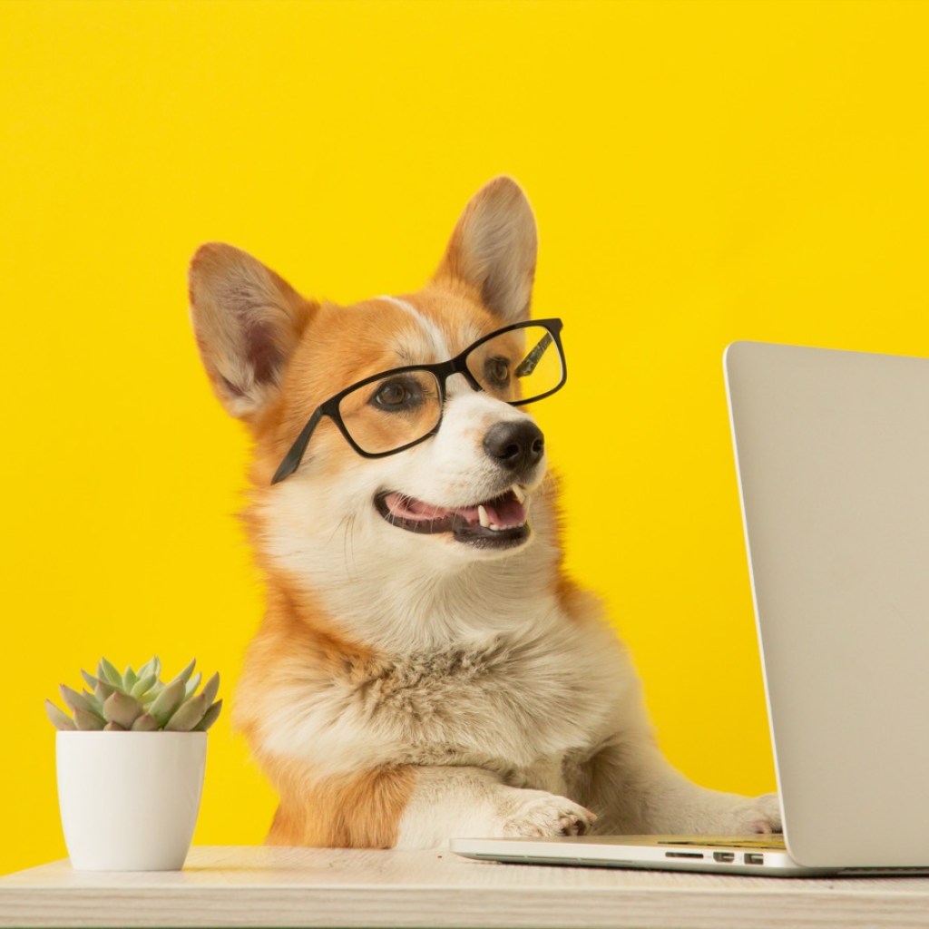 Corgi CEO in Action Corgi CEO in Action