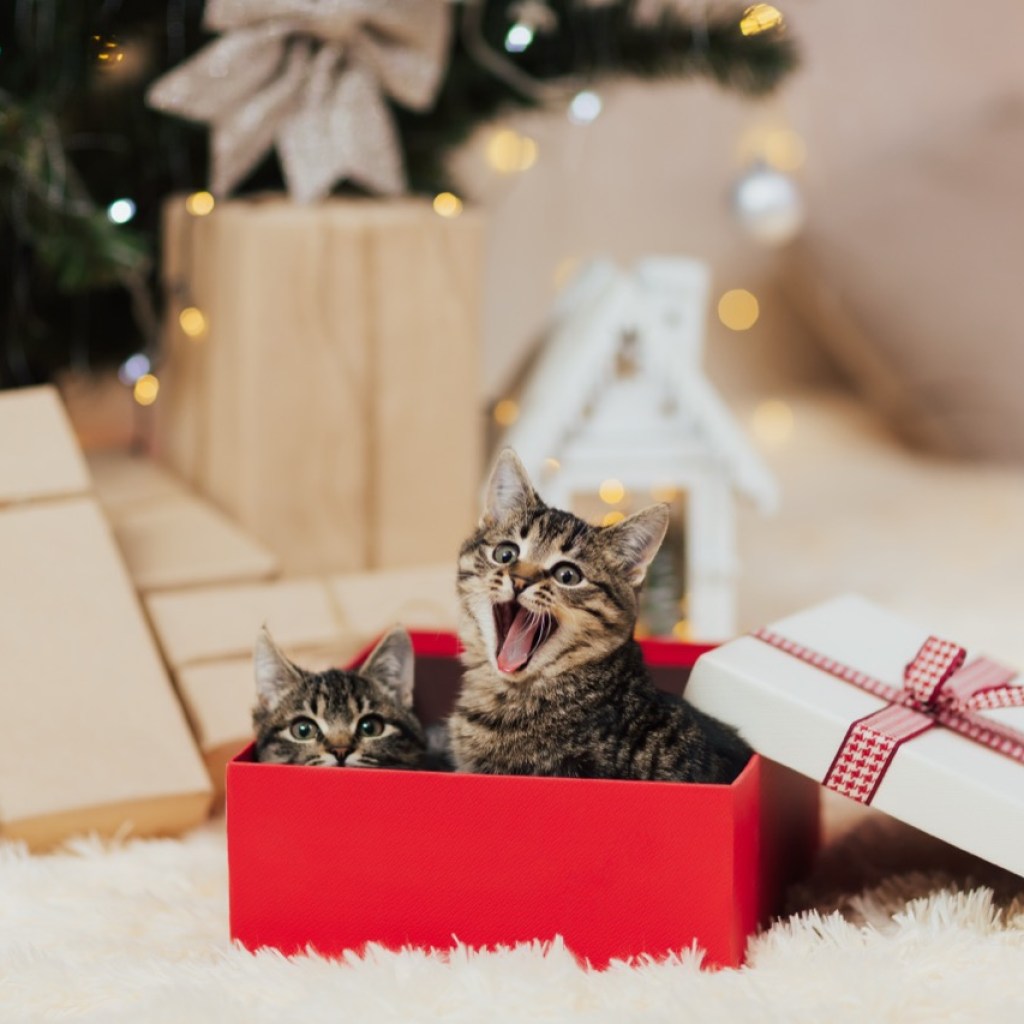 Surprise in a Box Surprise in a Box