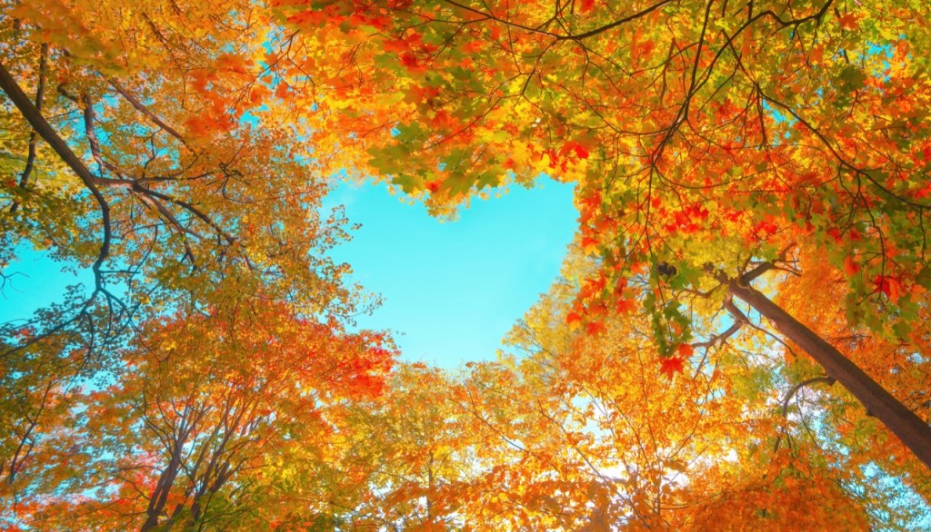 Autumn’s Heart Autumn’s Heart