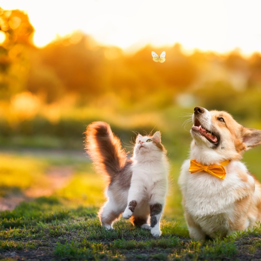 In the Company of Friends In the Company of Friends