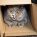 Cozy Kitty Nook Cozy Kitty Nook