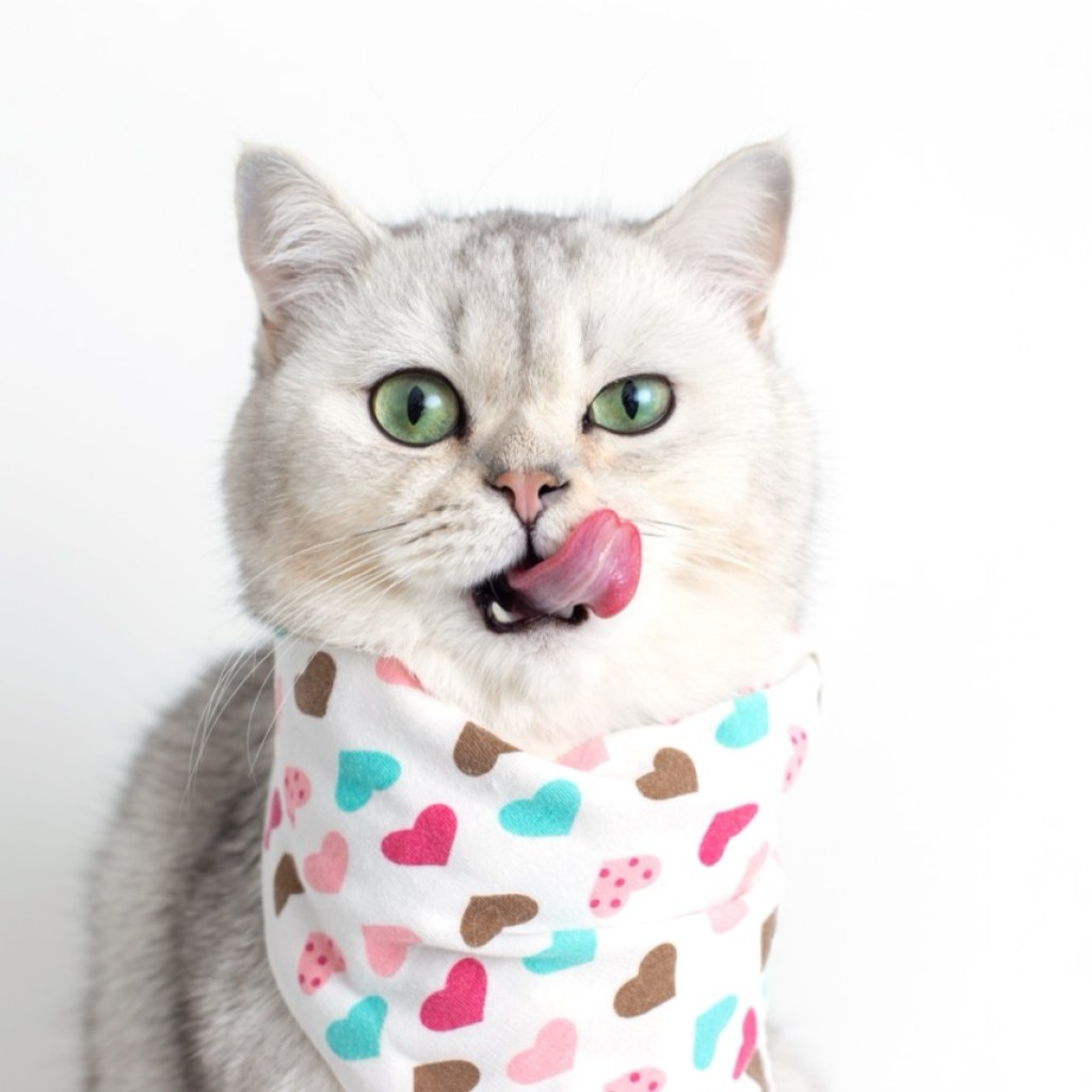 Fashion Feline Fashion Feline