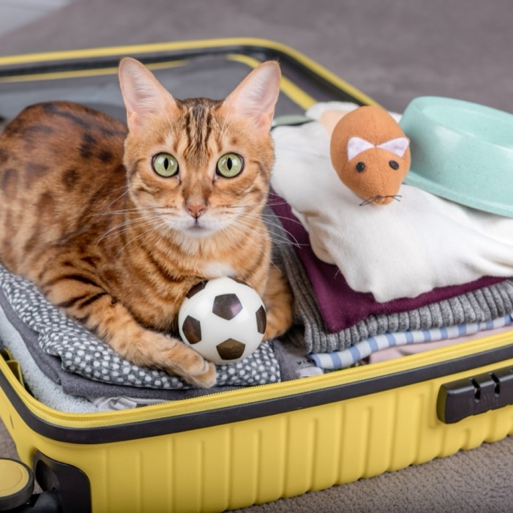 Feline Travel Agent Feline Travel Agent