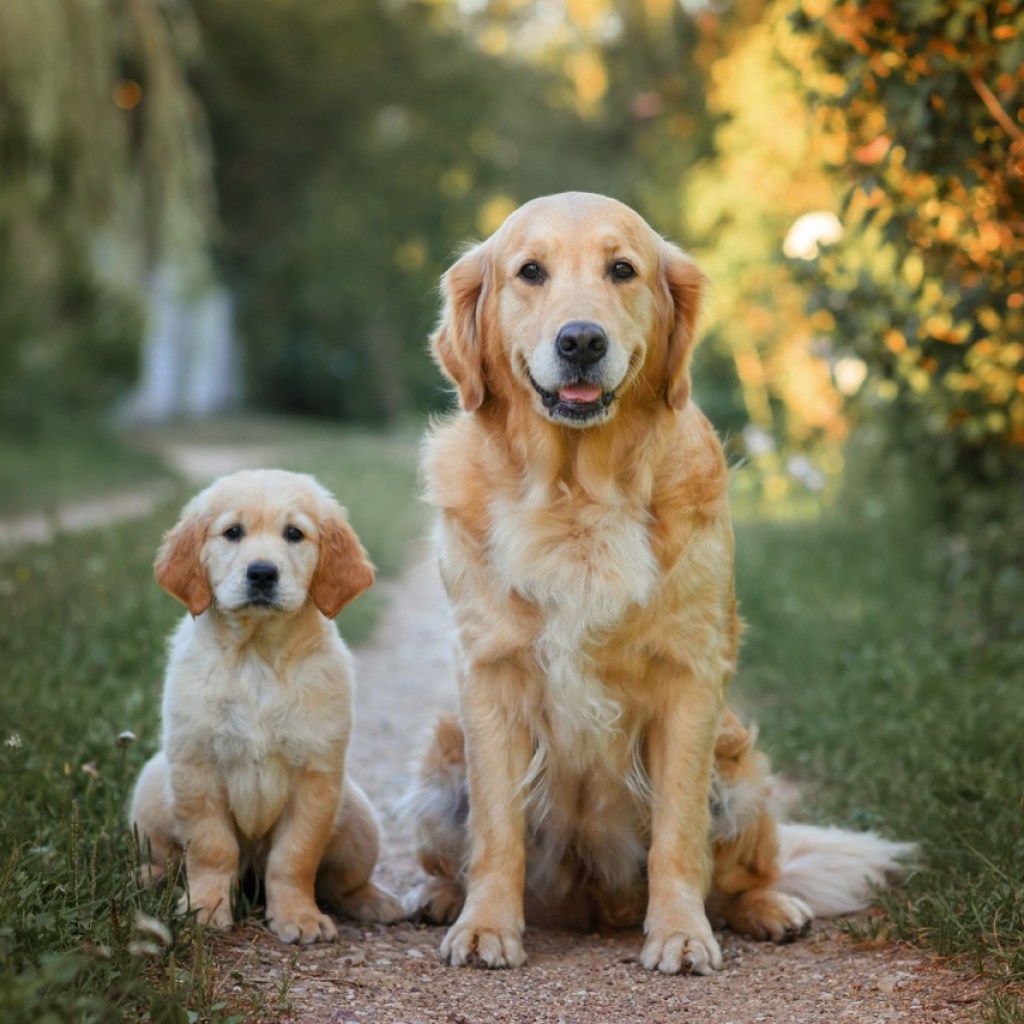Golden Companions Golden Companions