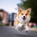 Joyful Leap Joyful Leap