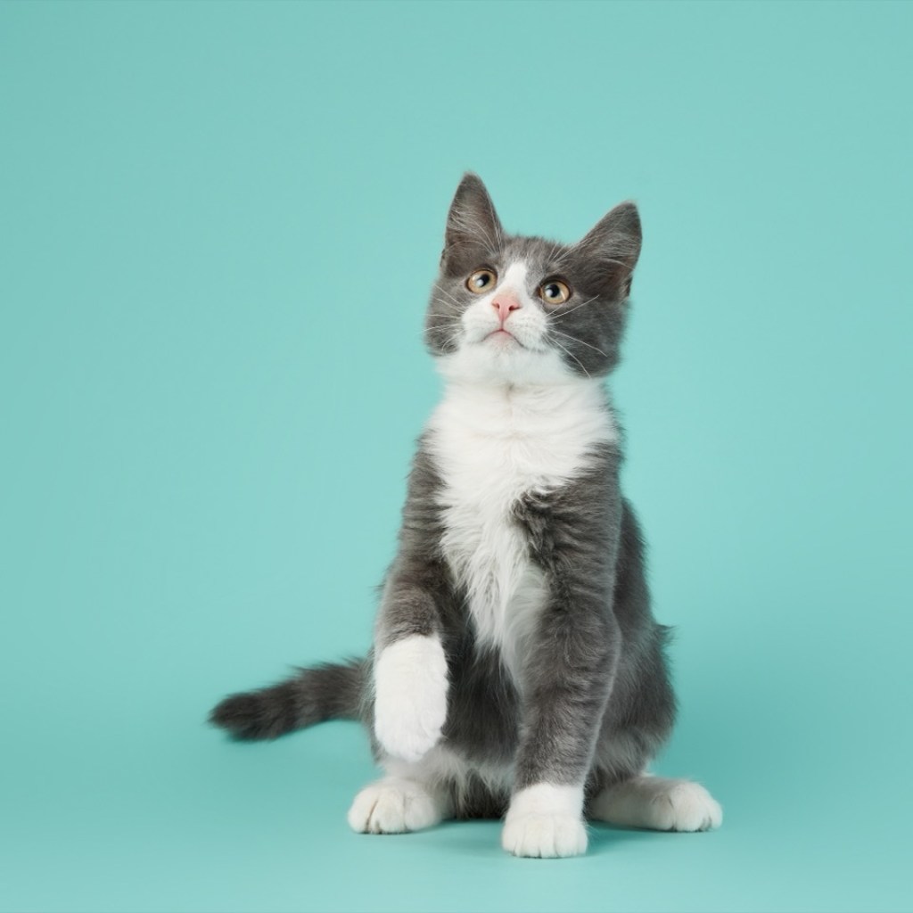 Paws of Curiosity Paws of Curiosity