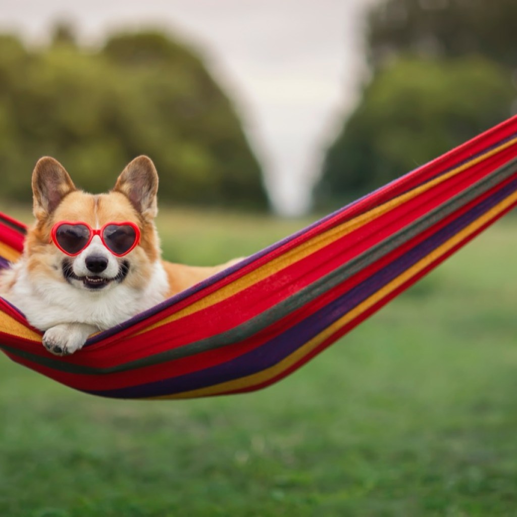 Chill Pup Vibes Chill Pup Vibes