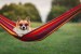 Chill Vibes and Corgi Smiles Chill Vibes and Corgi Smiles