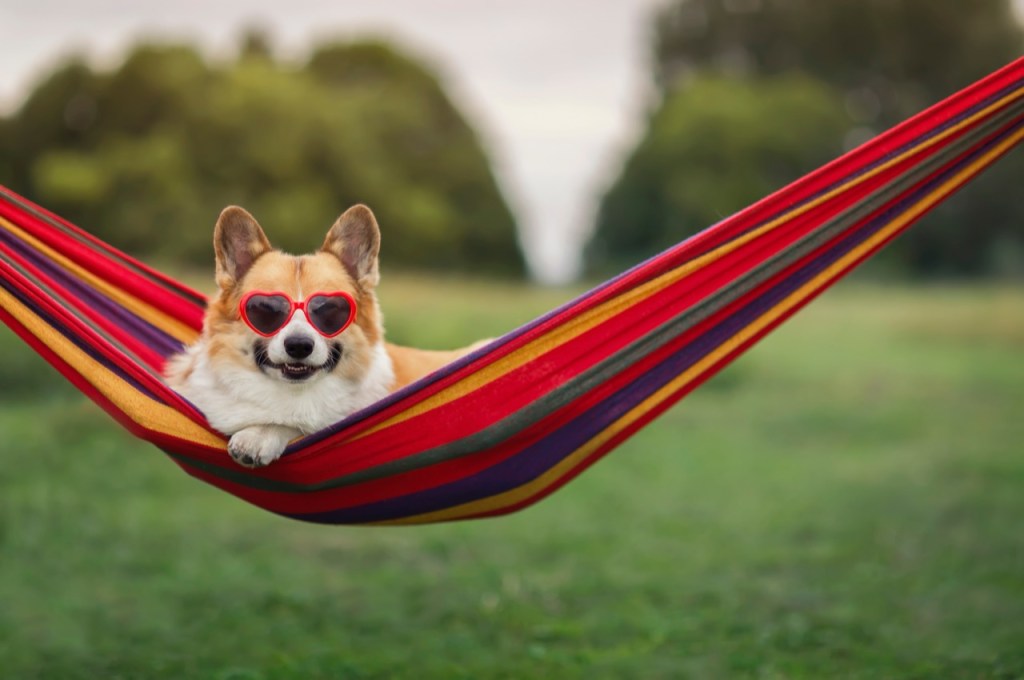 Chill Vibes and Corgi Smiles Chill Vibes and Corgi Smiles