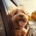 Joyride Bliss Joyride Bliss