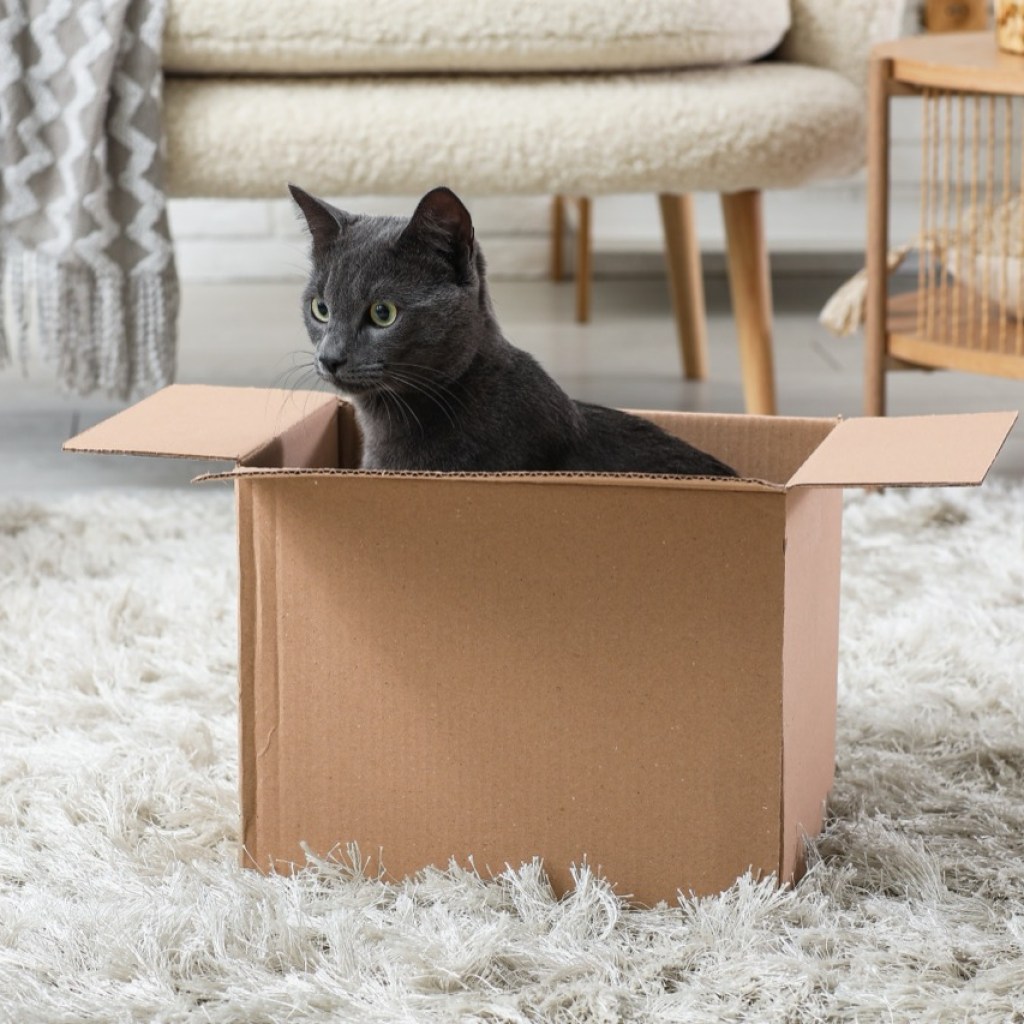 Curiosity in a Box Curiosity in a Box