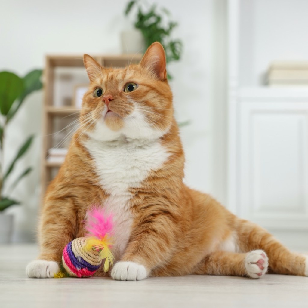 The Regal and the Toy The Regal and the Toy