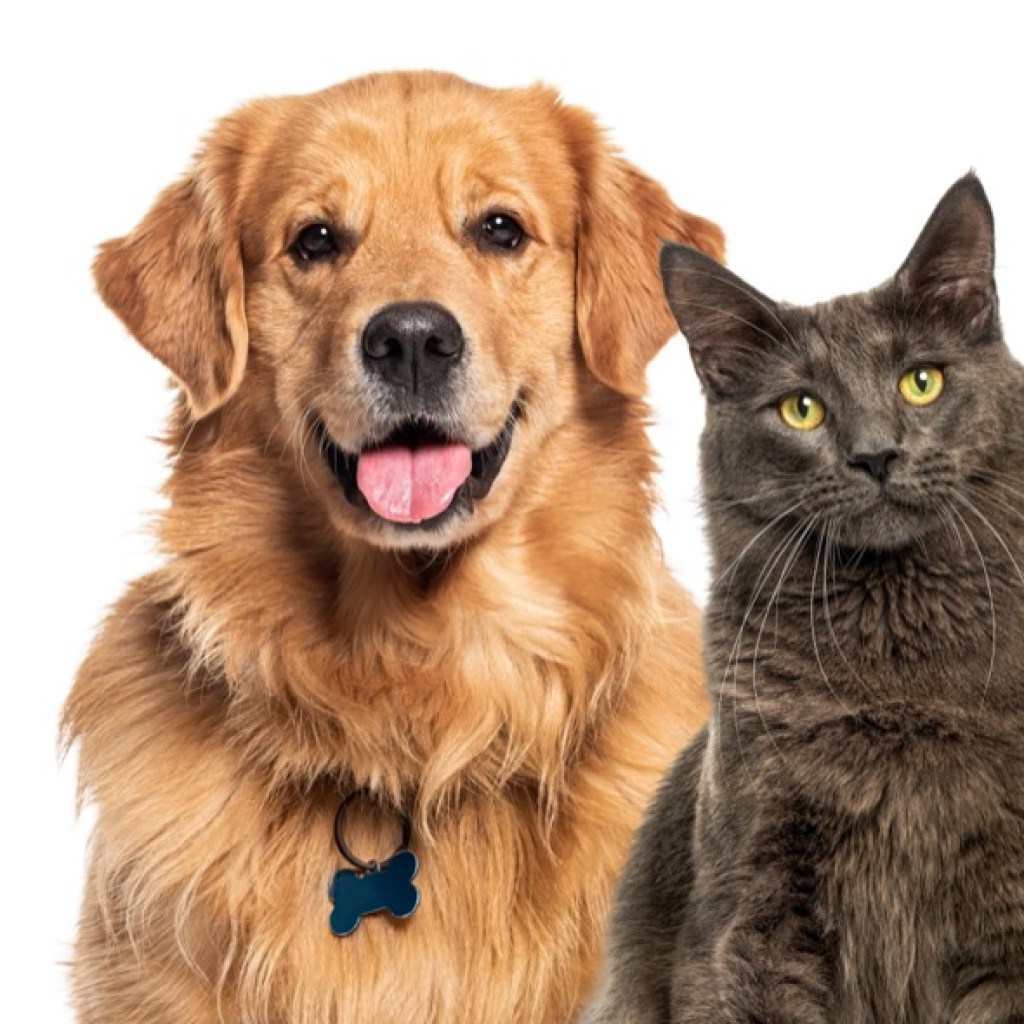 Paws and Whiskers: Unlikely Allies Paws and Whiskers: Unlikely Allies