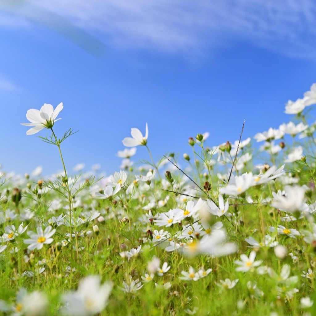 A Symphony of Blossoms A Symphony of Blossoms