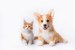 Paws and Whiskers: A Perfect Pair Paws and Whiskers: A Perfect Pair
