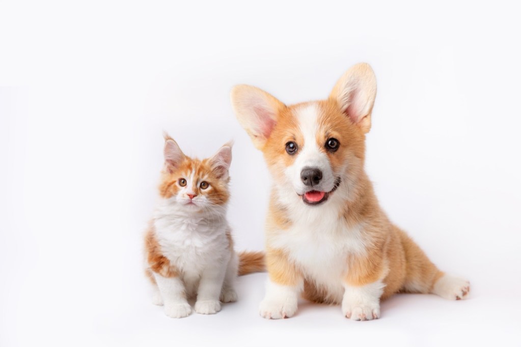 Furry Friends Forever Furry Friends Forever