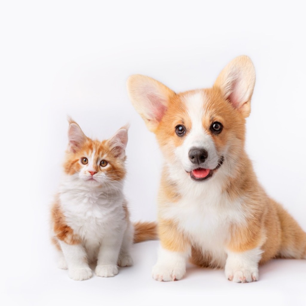 Paws and Whiskers: A Perfect Pair Paws and Whiskers: A Perfect Pair