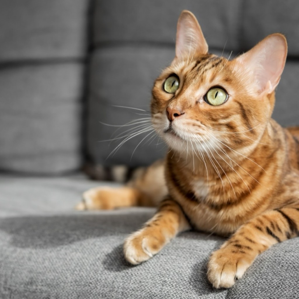 Eyes of Curiosity Eyes of Curiosity