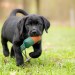 Puppy Power Puppy Power