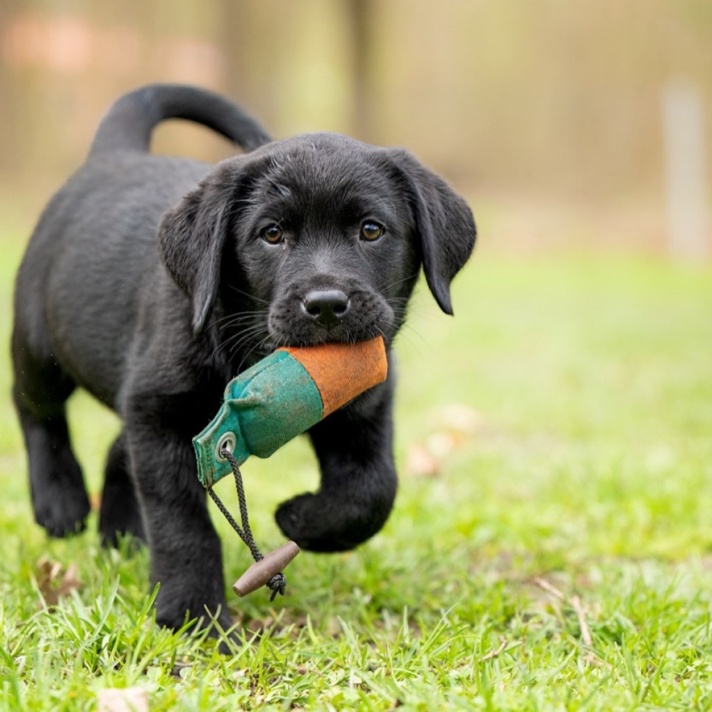 Puppy Power Puppy Power