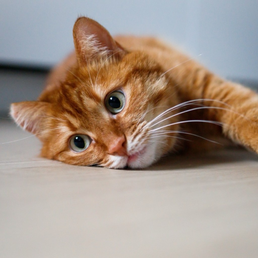 Lazy Day Companion Lazy Day Companion