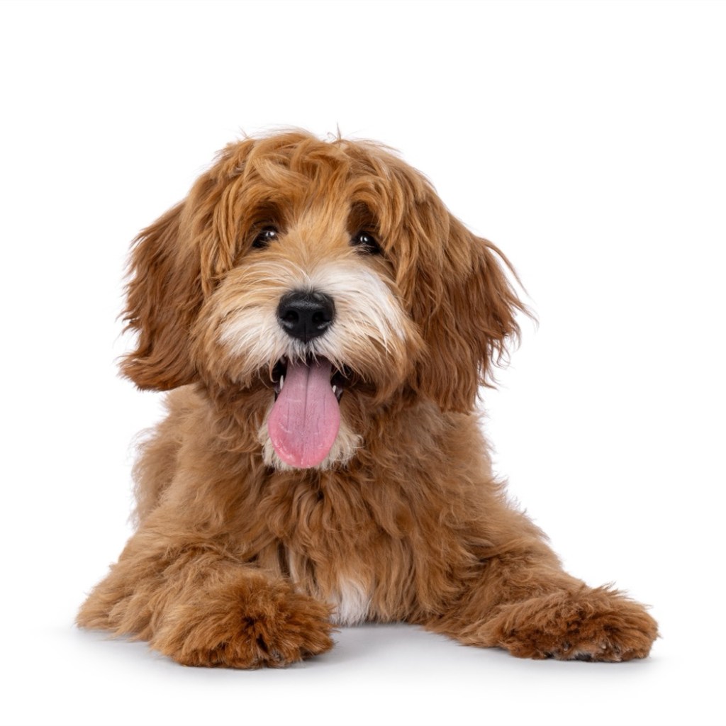 Paws of Joy Paws of Joy