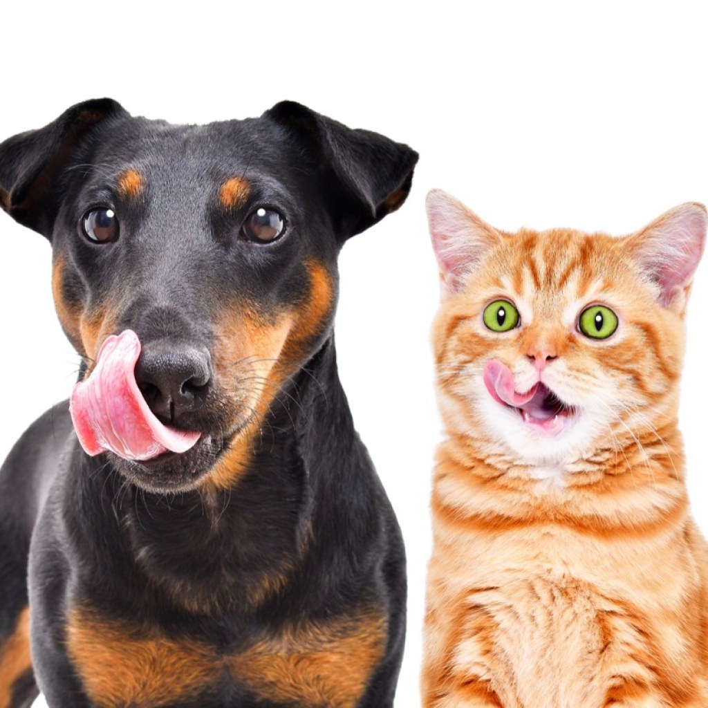 Anticipation of Treats Anticipation of Treats