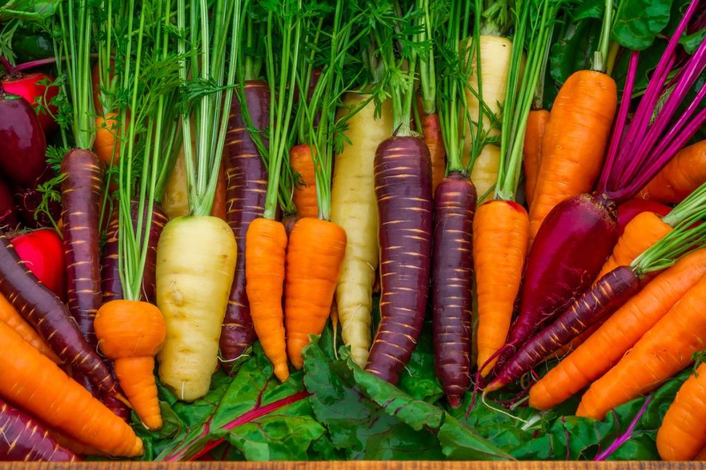 What is the Color of a Carrot? What is the Color of a Carrot?
