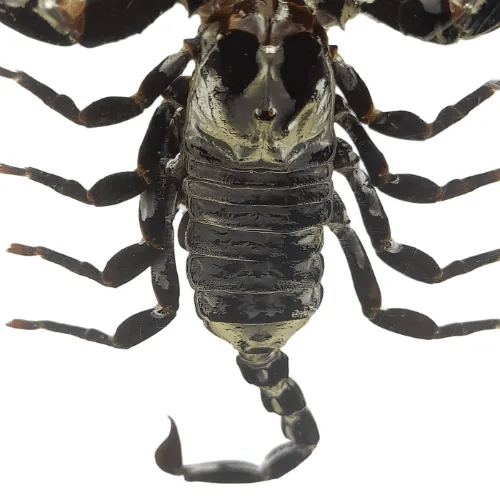 Taxidermied Afghanistan Scorpion in Clear Resin Display Block