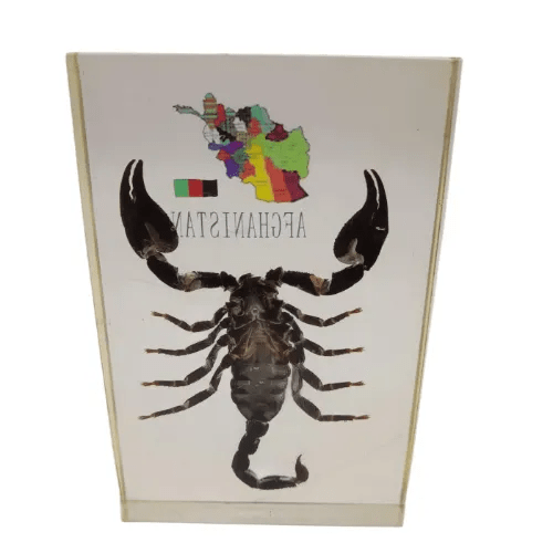 Taxidermied Afghanistan Scorpion in Clear Resin Display Block