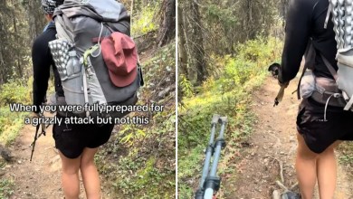 ‘Fully prepared for a grizzly attack, but not this’ ‘Fully prepared for a grizzly attack, but not this’