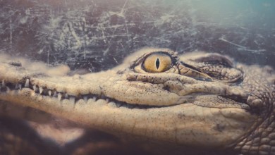 Scientists Opened Up a 3,000-Year-Old Crocodile. The Contents Left Them Awestruck. Scientists Opened Up a 3,000-Year-Old Crocodile. The Contents Left Them Awestruck.