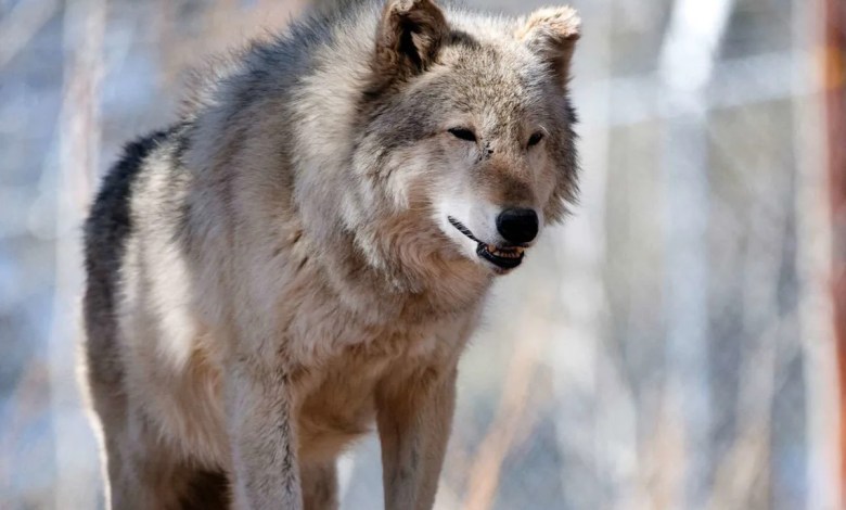 Over Half of the Gray Wolves Released into Colorado Since 2023 for Reintroduction Program Have Died Over Half of the Gray Wolves Released into Colorado Since 2023 for Reintroduction Program Have Died