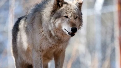 Over Half of the Gray Wolves Released into Colorado Since 2023 for Reintroduction Program Have Died Over Half of the Gray Wolves Released into Colorado Since 2023 for Reintroduction Program Have Died